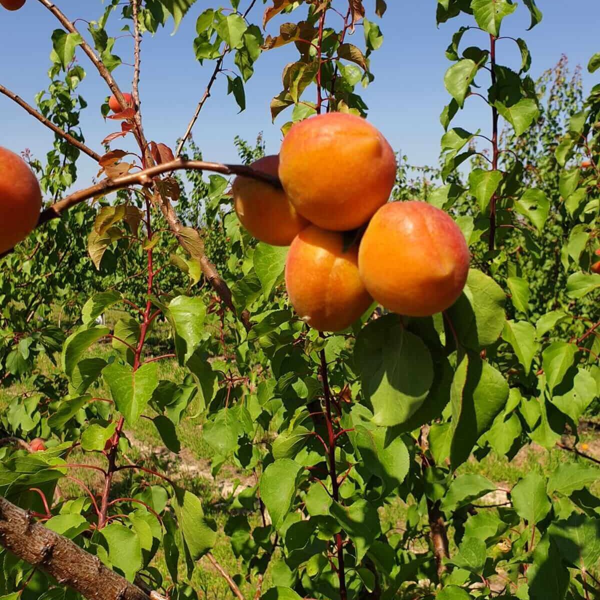 Albaricoque ecológico cultivado por Biosanz Organic en Zaragoza