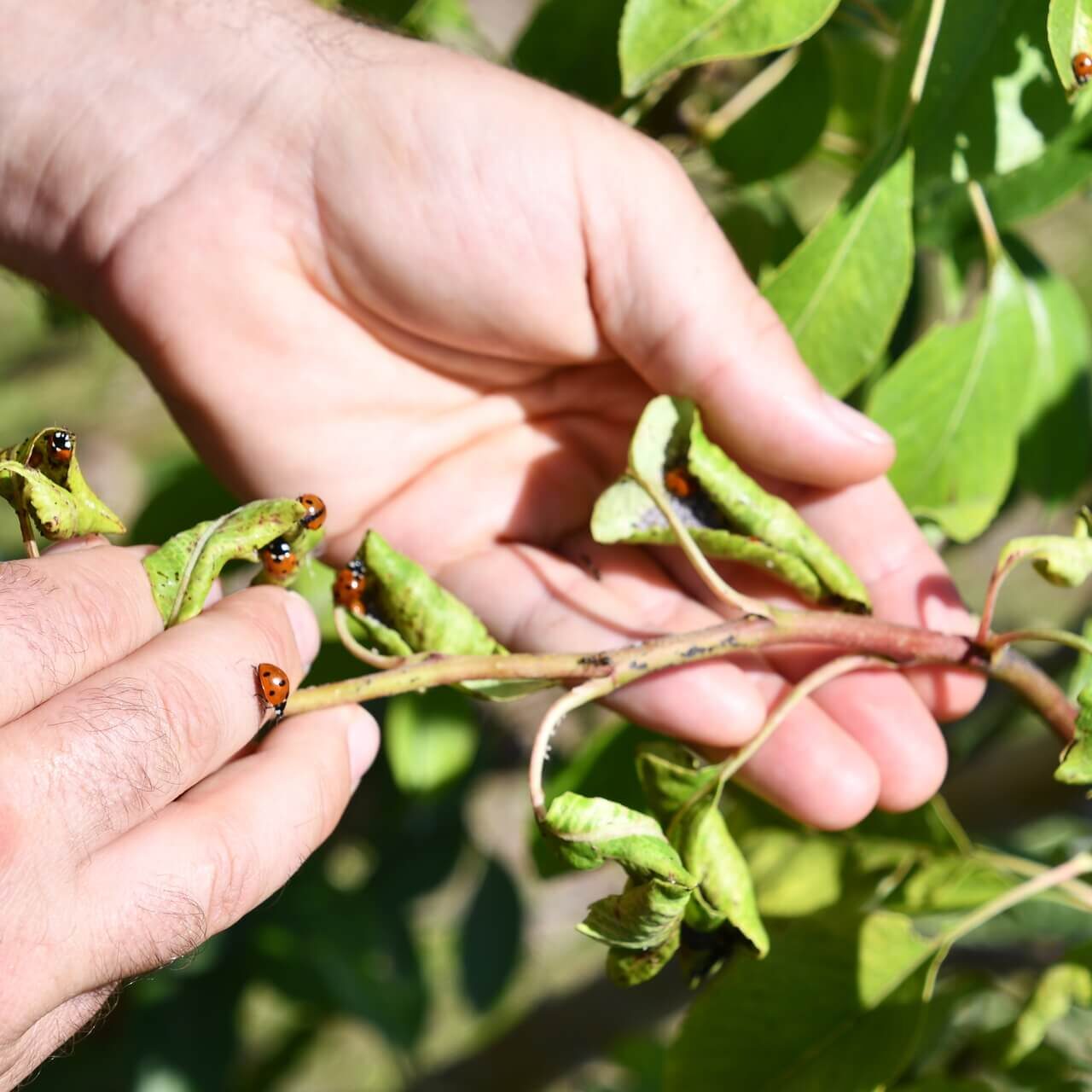 Mano sosteniendo tierra fértil en cultivo ecológico de Biosanz Organic