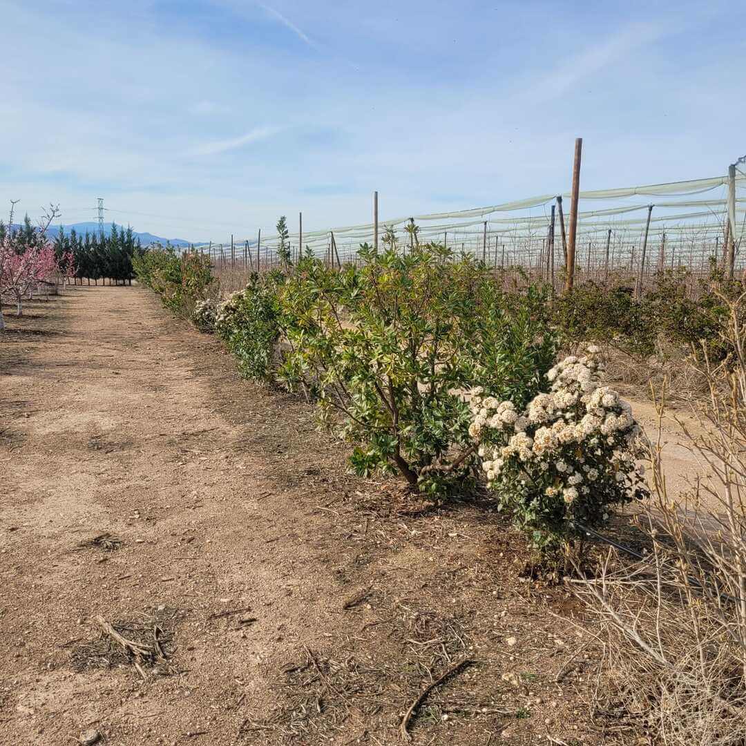 Compromiso ecológico y sostenible de Biosanz Organic en sus cultivos agrícolas