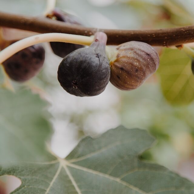 biosanz-higos-dos