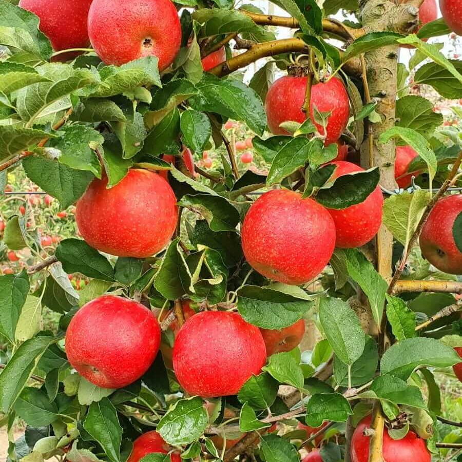 Manzana ecológica de producción propia en Biosanz Organic