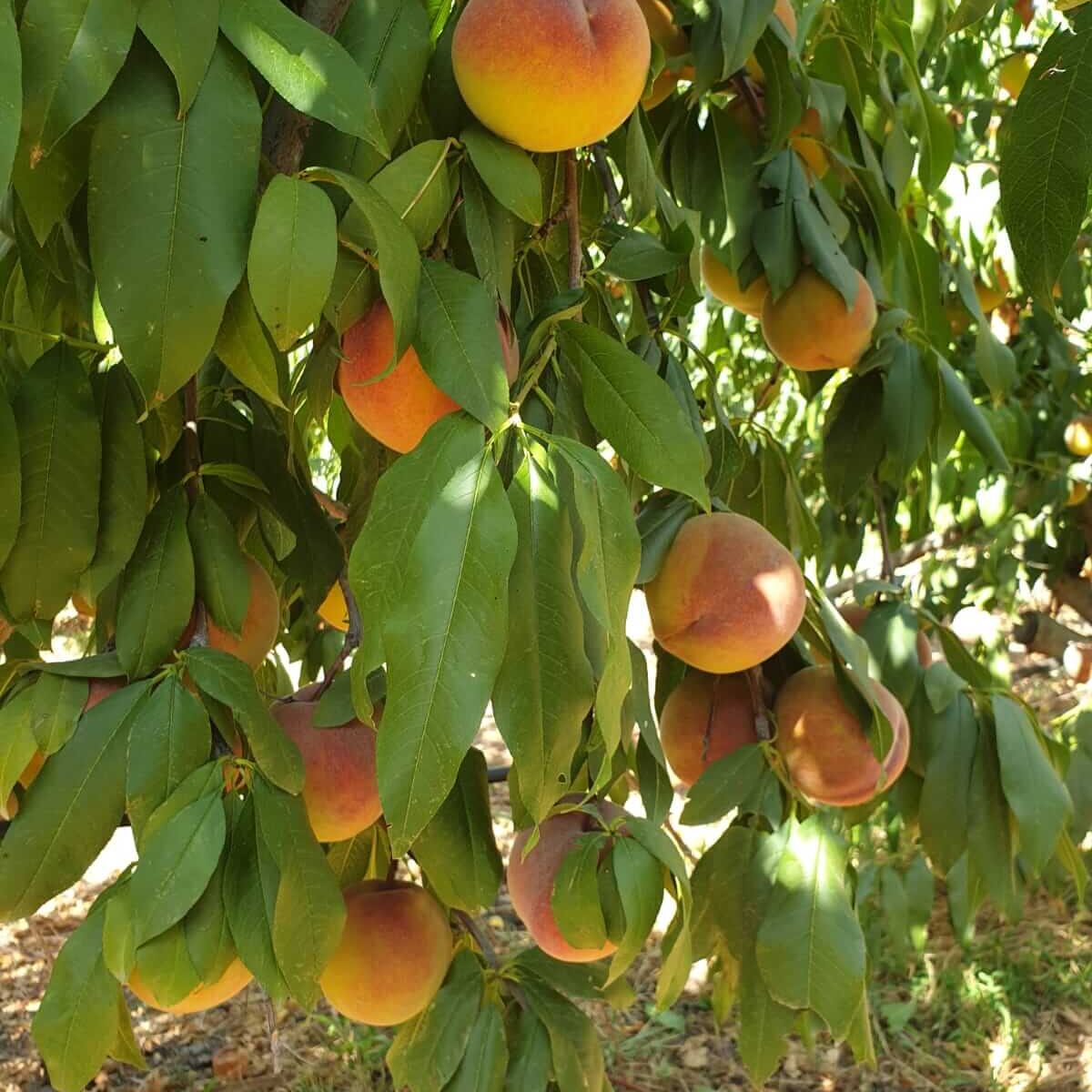 Melocotón ecológico recolectado en campos certificados de Biosanz Organic