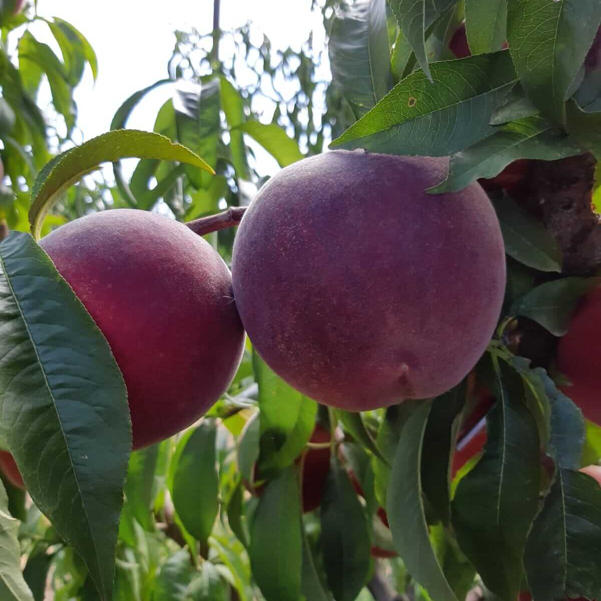 biosanz-melocoton-producto-dos