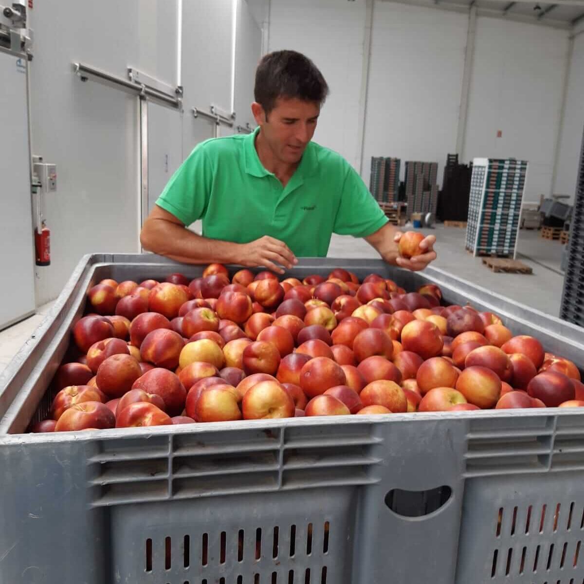 Nectarina ecológica cultivada en finca propia por Biosanz Organic