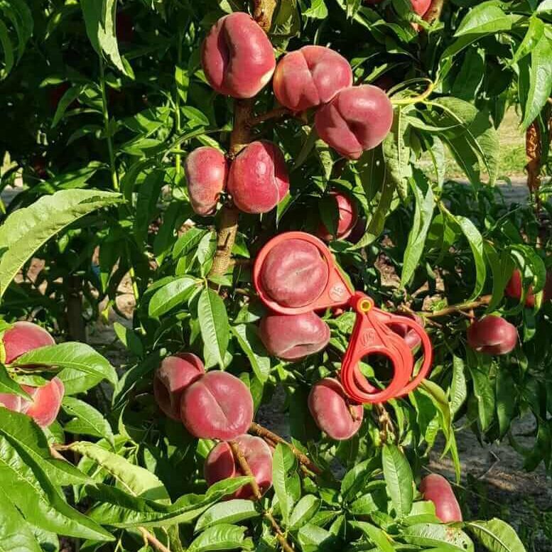 Paraguayo ecológico cultivado y recolectado por Biosanz Organic en Zaragoza