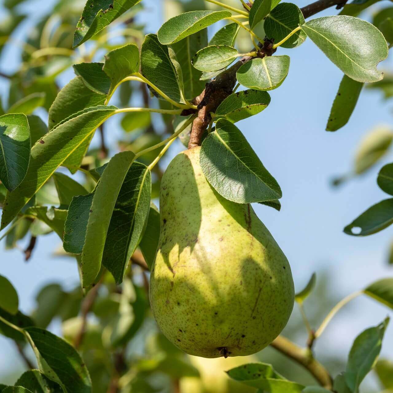 Pera ecológica cultivada y recolectada por Biosanz Organic en Zaragoza