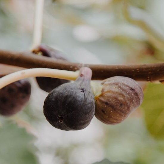 Higos ecológicos recién recolectados en campo por Biosanz Organic