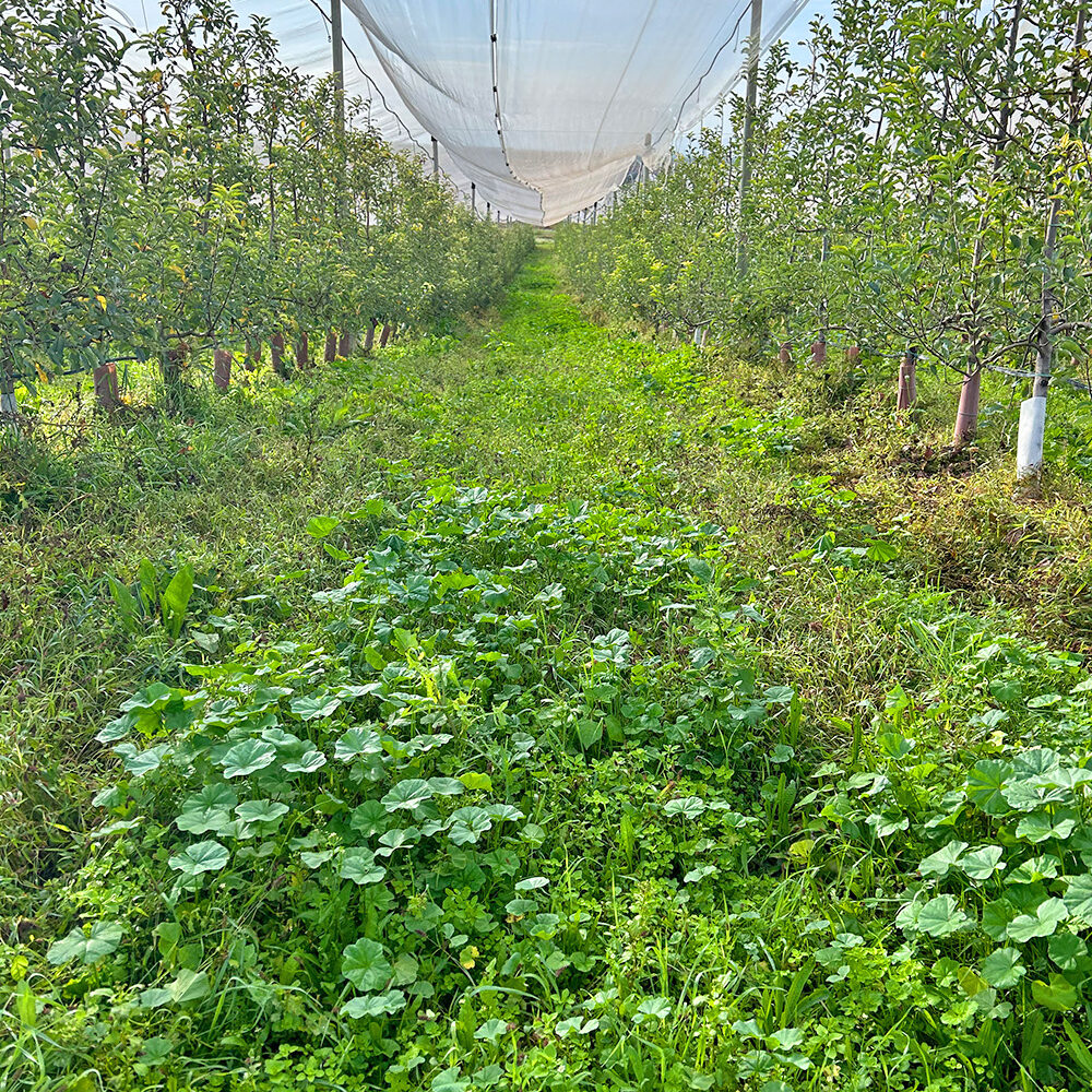 Vista de una finca ecológica de frutales en Biosanz Organic con suelo cubierto de vegetación natural