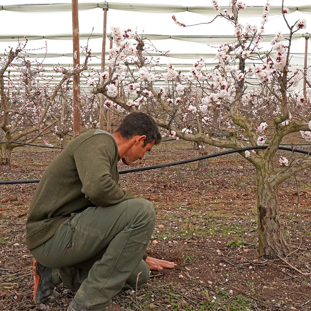 Plantación de frutas ecológicas en Zaragoza gestionada por Biosanz Organic