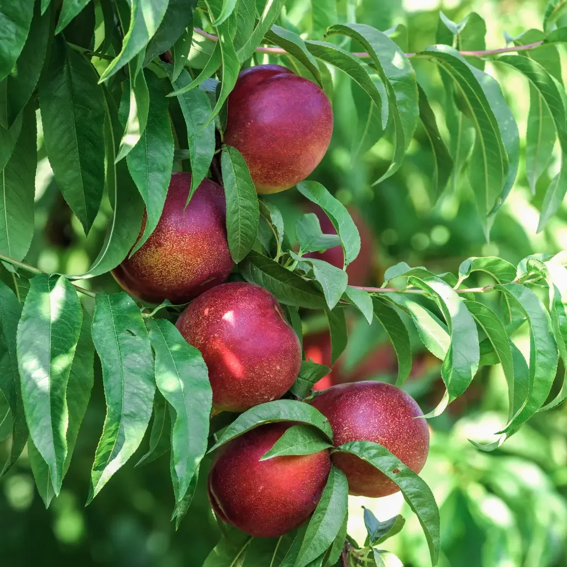 Nectarina ecológica de temporada producida por Biosanz Organic